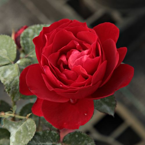 Rosa Look Good Feel Better™ - vörös - Angolrózsa virágú- magastörzsű rózsafa- bokros koronaforma